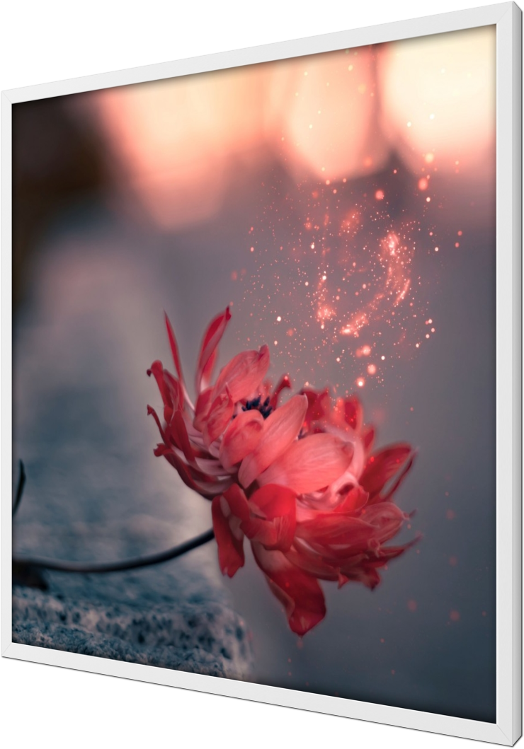 Red burning flower, red, flower, edit, glow, nature, macro, photography, bokeh