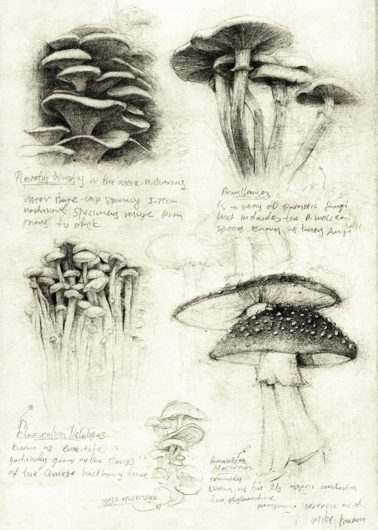 Mushrooms, vintage, retro, davinci, leonardo davinci, sketches, sketch, anatomy, study, studies, old, old picture, old drawing, mushrooms, mushroom