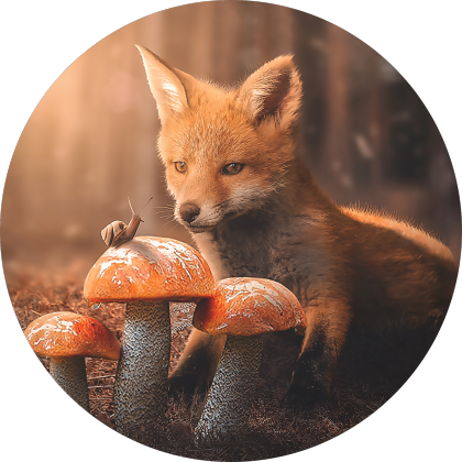 Fox and Snail