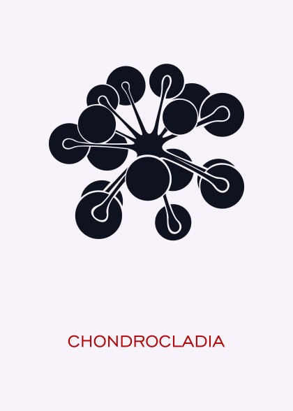 Chondrocladia