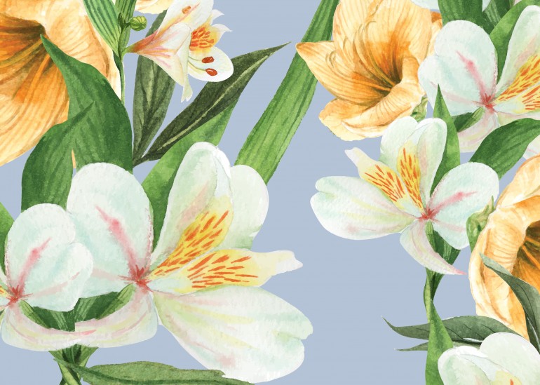 Astromelias illustration, flower, astromelia, botanical