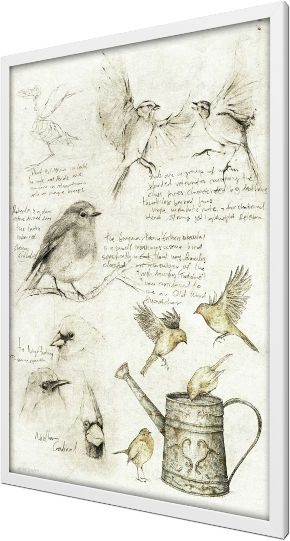 Birds, vintage, retro, davinci, leonardo davinci, sketches, sketch, anatomy, study, studies, old, old picture, old drawing, birds, bird, robin