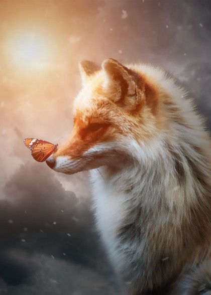 The Fox and The Butterfly