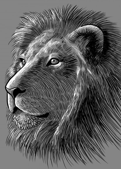 Sketch lion