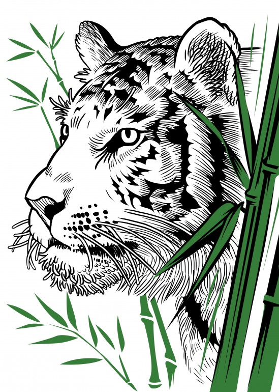 Tiger Bamboo, tiger, feline, sketch, bamboo, cat, animal, predator, china