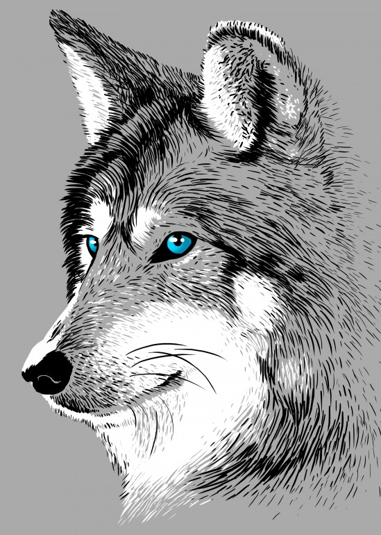 Sketch Wolf, wolf, sketch, dog, animal, moon, wolfman, savage, wild, beast, predator, hunt