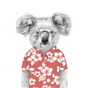 Summer koala