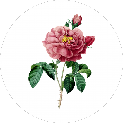 Vintage Gallic Rose Botanical Illustration