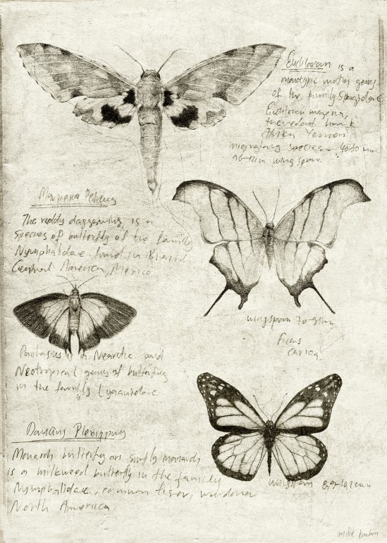 Butterflies, vintage, retro, davinci, leonardo davinci, sketches, sketch, anatomy, study, studies, old, old picture, old drawing, butterflies, butterfly, moth, moths