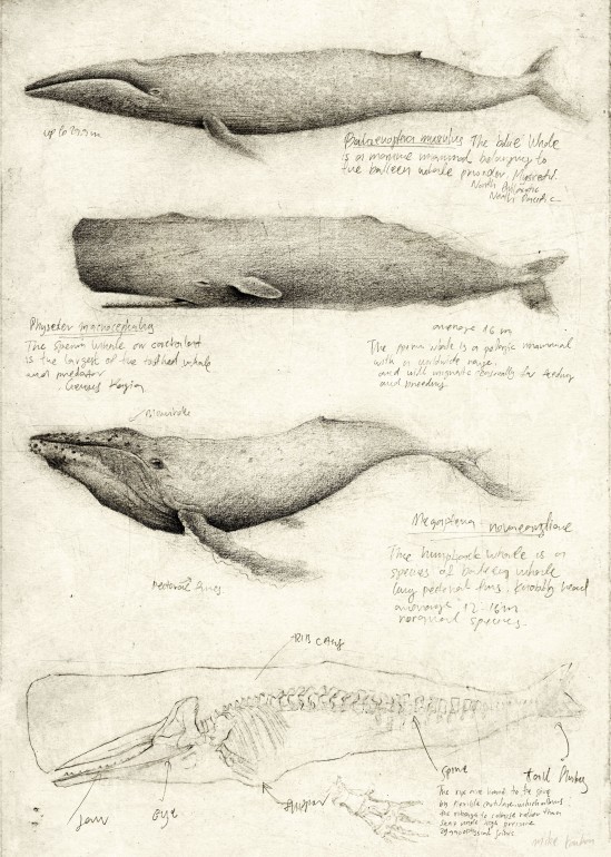 Whales, vintage, retro, davinci, leonardo davinci, sketches, sketch, anatomy, study, studies, old, old picture, old drawing, animal, whale, whales, bones, fish, sea, ocean, sea animals