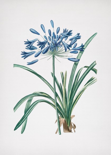 Vintage African Lily Botanical Illustration