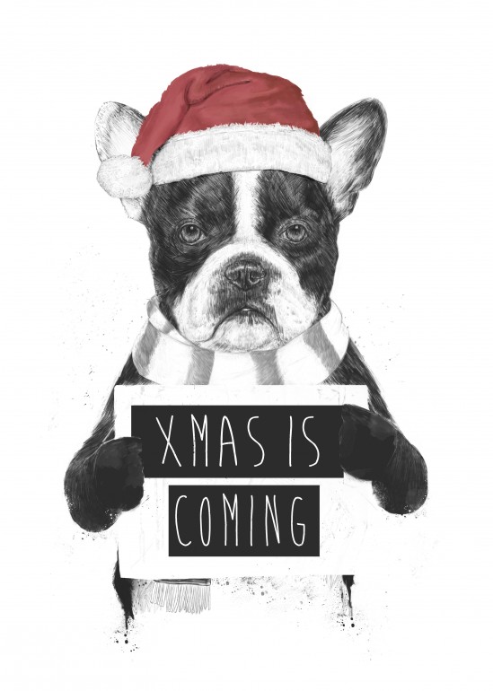 Xmas is coming, dog, bulldog, frenchie, pet, christmas, holidays, winter, humor, funny, cute, santa claus