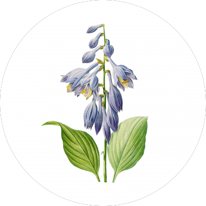 Vintage Blue Daylily (Hemerocallis caerulea) Botanical Illustration on Black