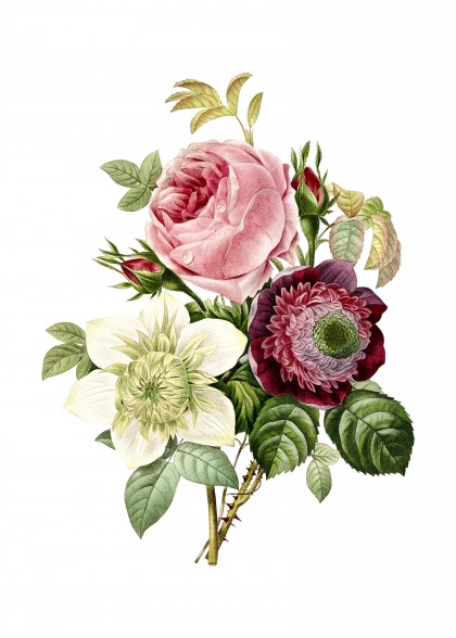 Vintage Anemone Clematde (Rose) Botanical Illustration