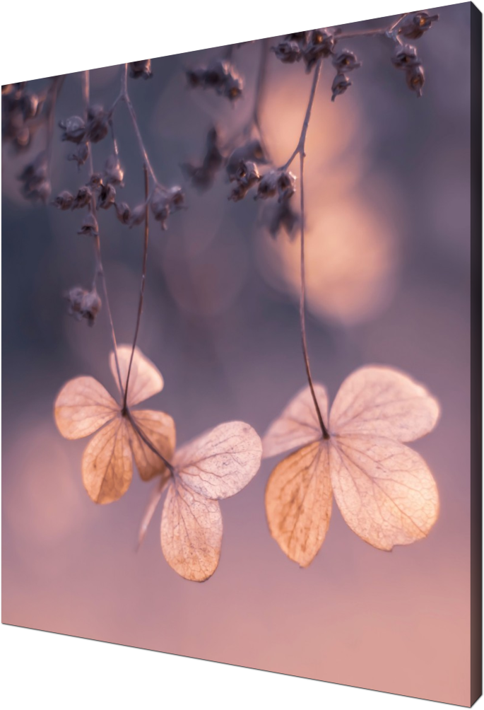 Hydrangea, hydrangea, flower, blossom, autumn, bokeh, edit, macro, art, photography