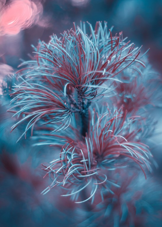 Blue pine, Pine, blue, red, pink, autumn, colorful, macro, art, photography, nature