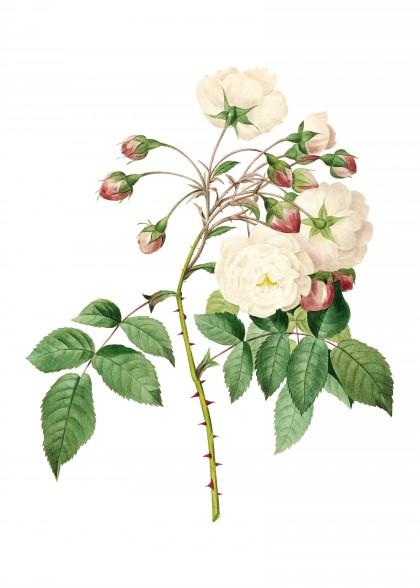 Vintage Adelia Aurelianensis Botanical Illustration