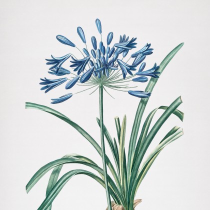Vintage African Lily Botanical Illustration