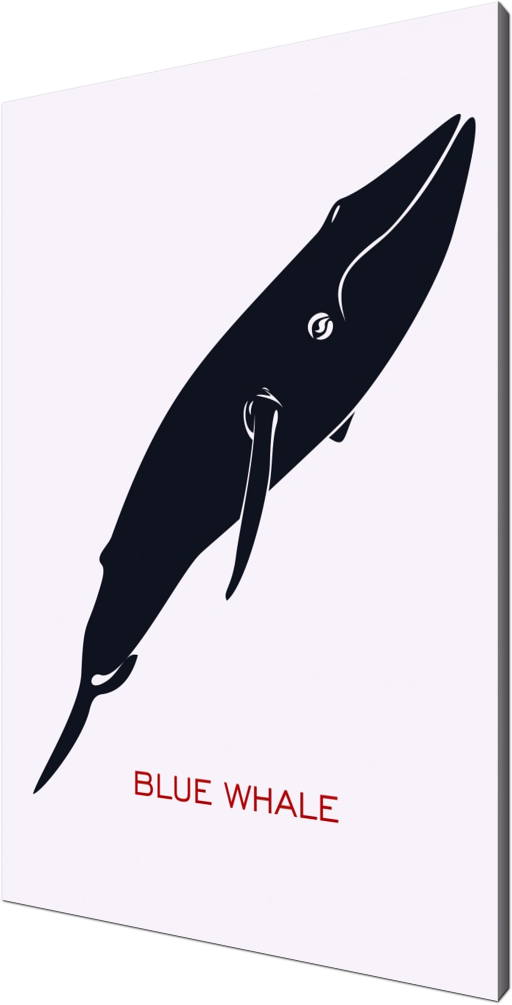 blue whale, animal, baleen, biology, blue, cetacea, chordata, graphic, mammal, marine, ocean, predator, silhouette, simple, whale, zoology, minimal