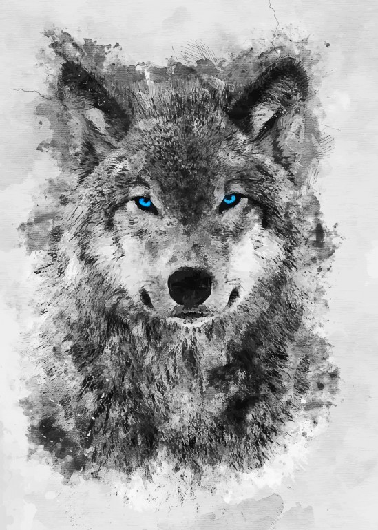 White Wolf blue eyes, white, wolf, blue, eyes, vector, ink, sacred, animals, animal