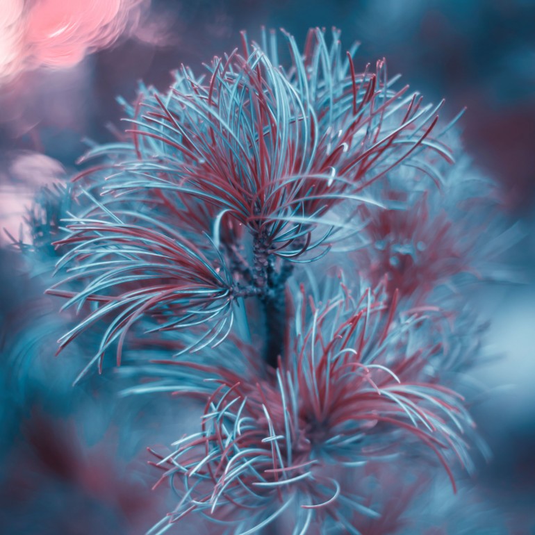 Blue pine, Pine, blue, red, pink, autumn, colorful, macro, art, photography, nature