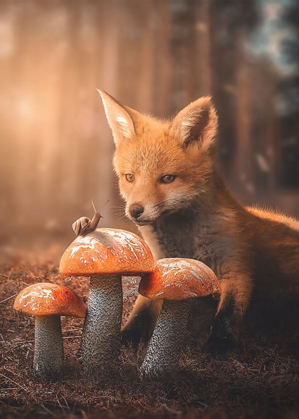 Fox and Snail