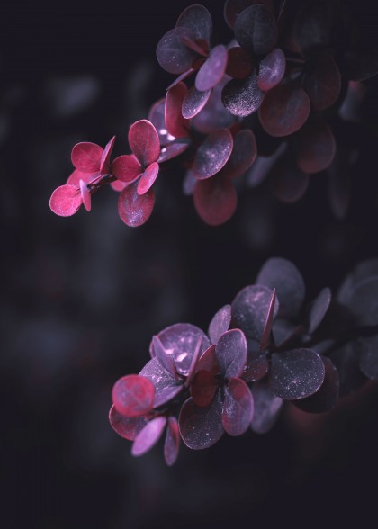 Autumn branch purple