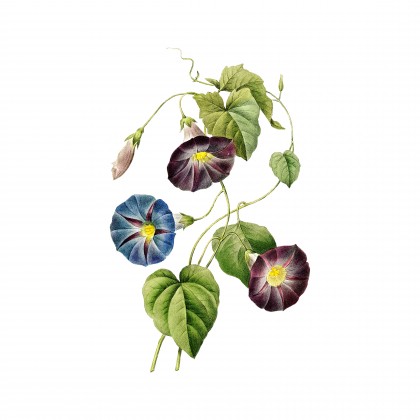 Vintage Morning Glory Botanical Illustration