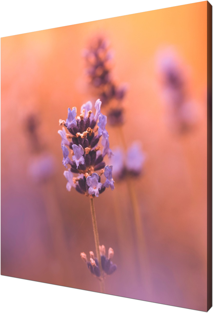 Lavender, lavender, flower, summer, colorful, macro, art, photography, nature