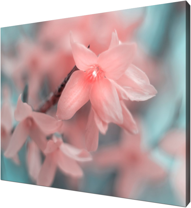 Forsythie in pink, forsythie, flower, blossom, spring, edit, macro, art, photography, pink, blue