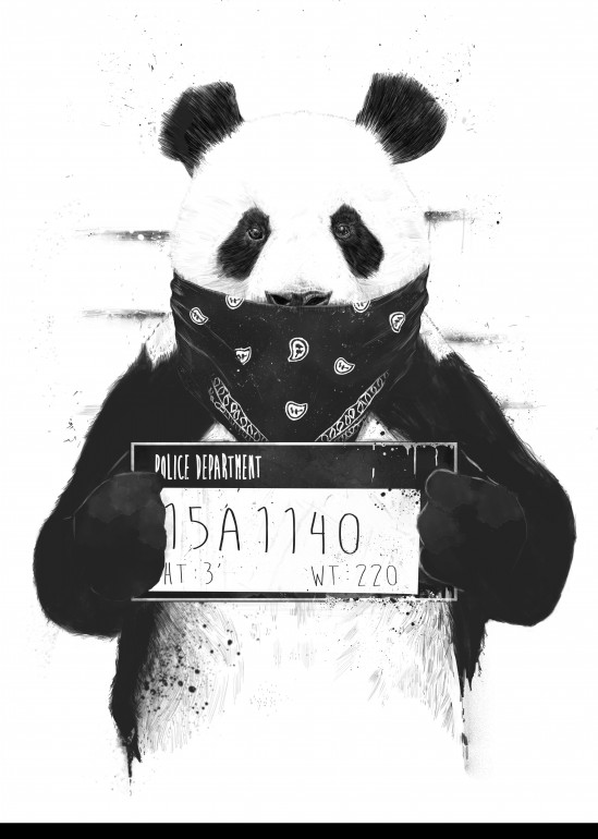 Bad panda, panda, animal, gangster, drawing, art, illustration, black and white, humor, police