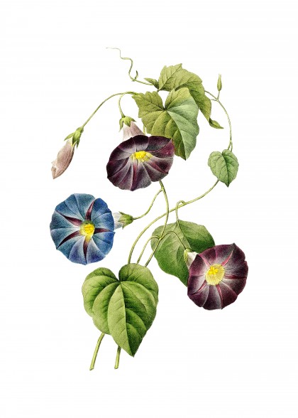 Vintage Morning Glory Botanical Illustration