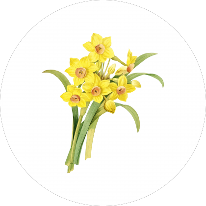 Vintage Chinese Sacred Lily (Narcissus Tazetta) Botanical Illustration on Black